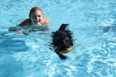 Bild vergrößern: Hundeschwimmen 2016
