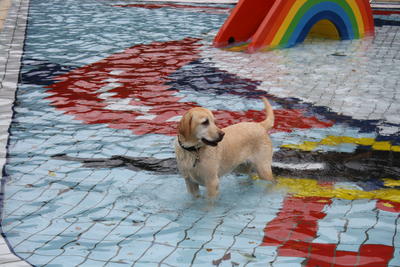 Bild vergrößern: Hund im Freibad